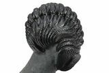 Enrolled Morocops Trilobite - Excellent Shell Detail #235696-3